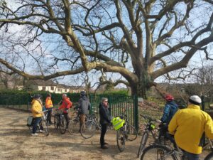 Les cyclistes de VéloSQY devant l'arbre de Diane et ses immenses branches